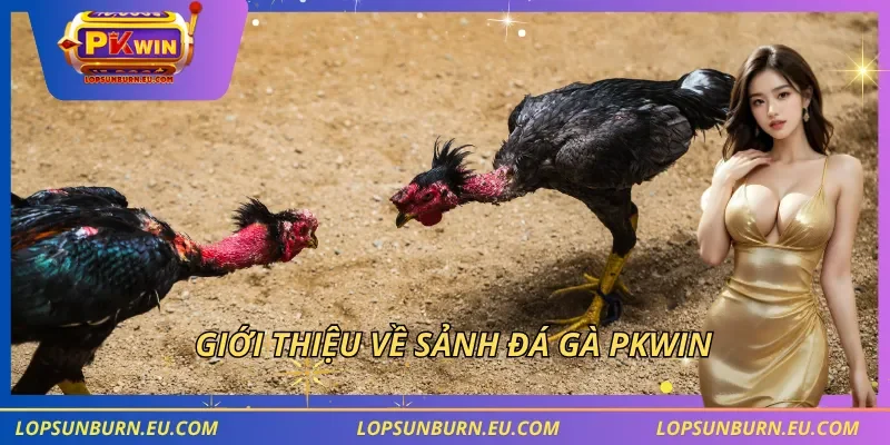 Giới thiệu về sảnh đá gà PKWIN